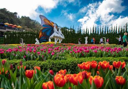 Lạc bước giữa sắc trời hoa tulip Bà Nà Đà Nẵng