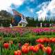 Lạc bước giữa sắc trời hoa tulip Bà Nà Đà Nẵng