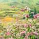 Du lịch Hà Giang mùa nào đẹp nhất trong năm
