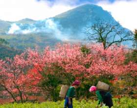 kinh nghiệm đi du lịch Hà Giang tết