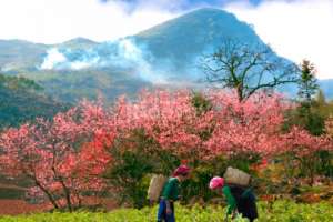 kinh nghiệm đi du lịch Hà Giang tết