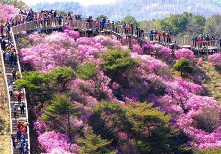 Du lịch Hàn Quốc - Mùa hoa đỗ Quyên