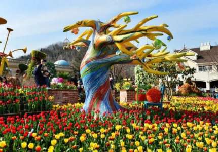 Lễ hội hoa Tulip Everland Hàn Quốc