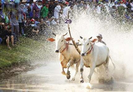 Lễ hội đua bò An Giang