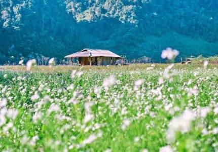 Du lịch Mộc Châu tháng 11 có gì đẹp