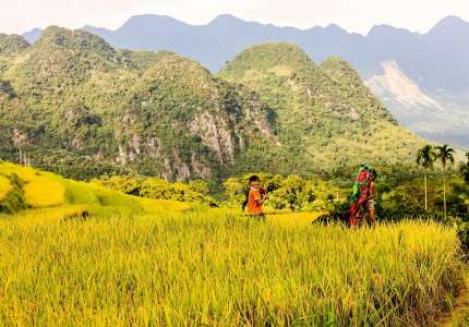 Mùa lúa chín Mộc Châu vào tháng mấy