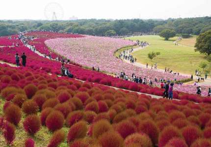 10 điểm ngắm hoa đẹp nhất tại Nhật Bản
