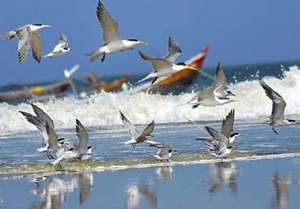 Cảnh chim hải âu săn mồi tuyệt đẹp trên đảo Phú Quốc -Kiên Giang