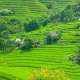 Đi du lịch Sapa tháng 7 có gì đẹp