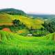 Sapa một mùa xanh ngắt